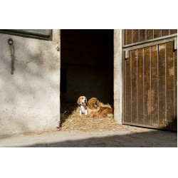 Coleira de couro Diego & Louna para cão Natural Castanho