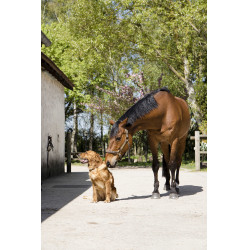 Coleira de couro Diego & Louna para cão Natural Castanho