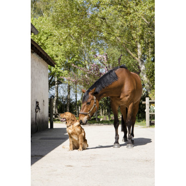 Coleira de couro Diego & Louna para cão Natural Castanho