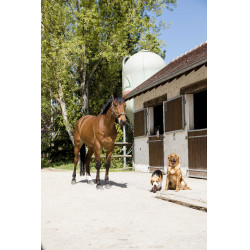 Coleira de couro Diego & Louna para cão Natural Castanho