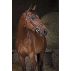 Bridão Norton Pro Combinado Havana Castanho