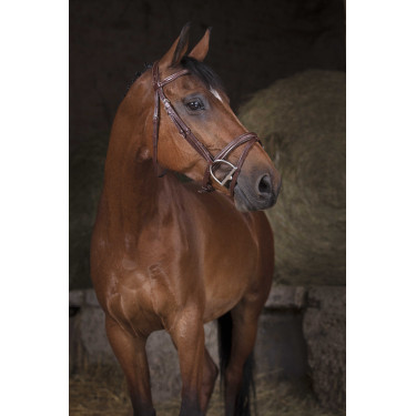 Bridão Norton Pro Combinado Havana Castanho