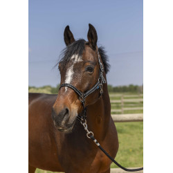 Cabresto Norton Grooming Preto
