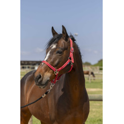 Cabresto Norton Grooming Vermelho
