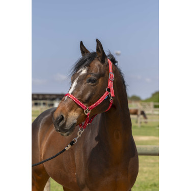Cabresto Norton Grooming Vermelho