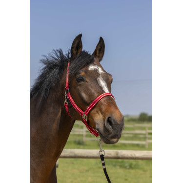 Cabresto Norton Grooming Vermelho