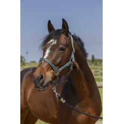 Cabresto Norton Grooming Verde escuro