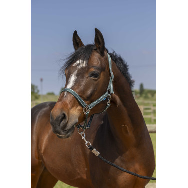 Cabresto Norton Grooming Verde escuro