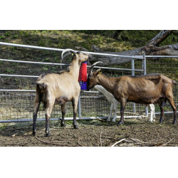 Escova de parede Kerbl Escova de parede Kerbl