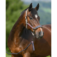 Cabresto e guia Tommy Hilfiger Equestrian Yale Cinza Azul-marinho