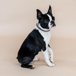 Coleira para cão Triangle Kentucky Castanho