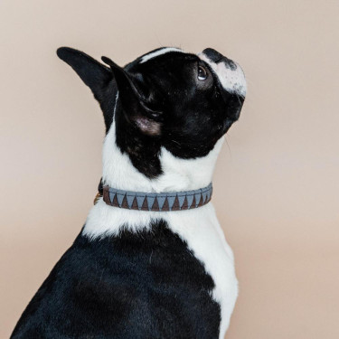 Coleira para cão Triangle Kentucky Castanho