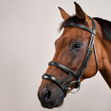 Bridão Duplo com Caneleira Dupla D Collection by Dy'on Preto