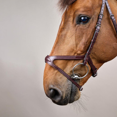 Bridão X-Fit New English Collection by Dy'on Castanho Bridão X-Fit New English Collection by Dy'on Castanho