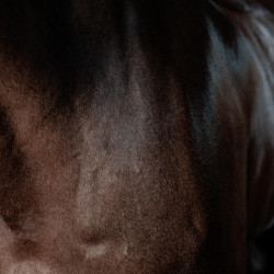 Gel super brilhante Grooming Deluxe by Kentucky