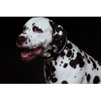 Coleira para cão Equestrian Stockholm com strass Champanhe Bege