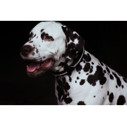 Coleira para cão Equestrian Stockholm com strass Edição preta Preto