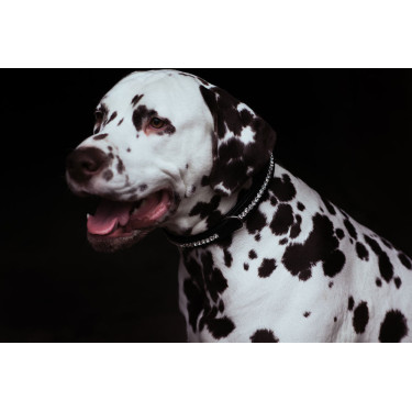 Coleira para cão Equestrian Stockholm com strass Edição preta Preto