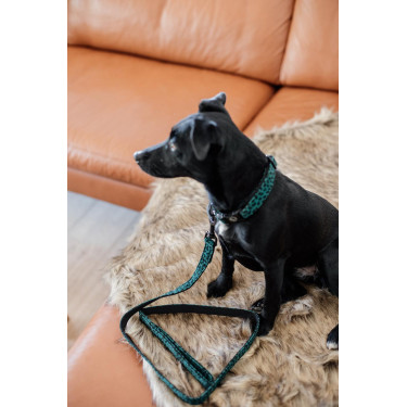 Trela para cão Leopard Kentucky Verde pinho Trela para cão Leopard Kentucky Verde pinho