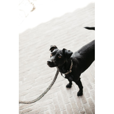 Trela para cão Leopard Kentucky Verde pinho Trela para cão Leopard Kentucky Verde pinho