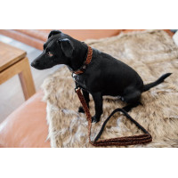 Trela para cão Leopard Kentucky Castanho leopardo