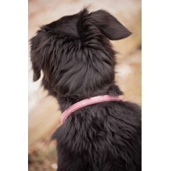 Coleira para cão Penelope Billie Rosa / lurex