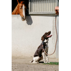 Correia para cão com pega EQUITHÈME - Haspen Preto / cabo laranja