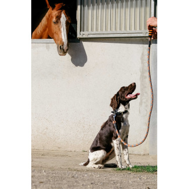 Correia para cão com pega EQUITHÈME - Haspen Preto / cabo laranja