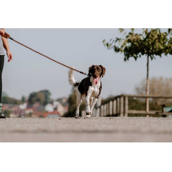 Correia para cão com pega EQUITHÈME - Haspen Preto / cabo laranja