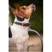 Coleira para cão Pénélope Olie Preto