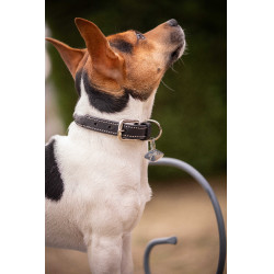 Coleira para cão Pénélope Olie Havana Castanho