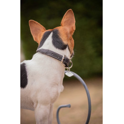 Coleira para cão Pénélope Olie Havana Castanho