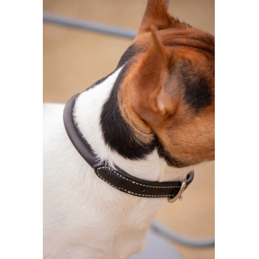 Coleira para cão Pénélope Olie Havana Castanho