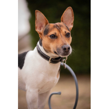 Coleira para cão Pénélope Olie Havana Castanho