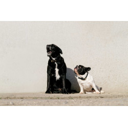 Coleira e trela para cão EQUITHÈME - Max Preto