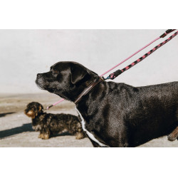 Coleira e trela para cão EQUITHÈME - Max Castanho