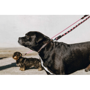 Coleira e trela para cão EQUITHÈME - Max Castanho