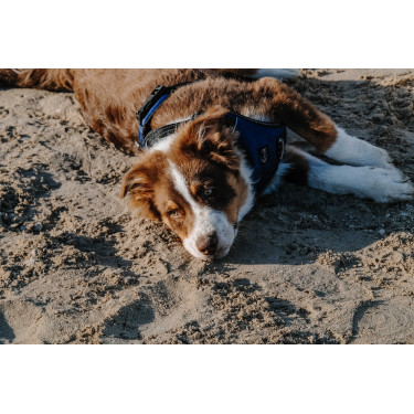 Arnês para cães RIDING WORLD - Simba Marinho Azul-marinho