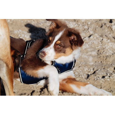Arnês para cães RIDING WORLD - Simba Marinho Azul-marinho