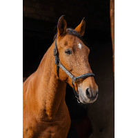 Cabresto de nylon Equithème Domino Azul