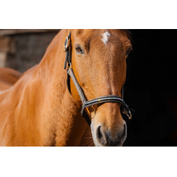 Cabresto de nylon Equithème Domino Cobre Castanho Cabresto de nylon Equithème Domino Cobre Castanho