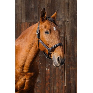 Cabresto de nylon Equithème Domino Violeta Cabresto de nylon Equithème Domino Violeta