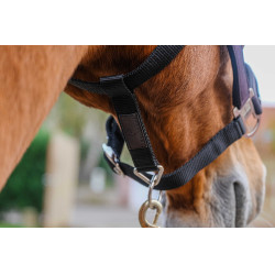 Cabresto de nylon Equithème Domino Violeta Cabresto de nylon Equithème Domino Violeta