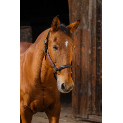 Cabresto de nylon Equithème Domino Bordéus Bordô Cabresto de nylon Equithème Domino Bordéus Bordô