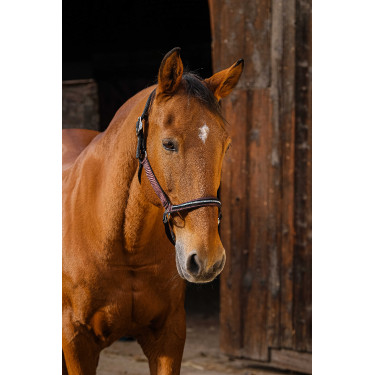 Cabresto de nylon Equithème Domino Bordéus Bordô Cabresto de nylon Equithème Domino Bordéus Bordô
