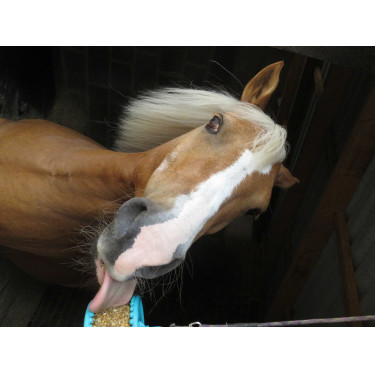 Pedra de lamber Likit