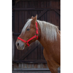 Cabresto Norton Pro para cavalo de tração