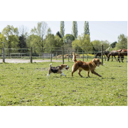 Coleira de couro Diego & Louna para cão Natural Castanho