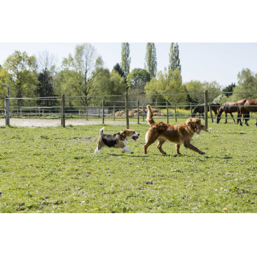 Coleira de couro Diego & Louna para cão Natural Castanho