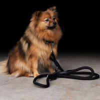 Trela para cão HV Polo Franka Rope Marinho / rosa Azul